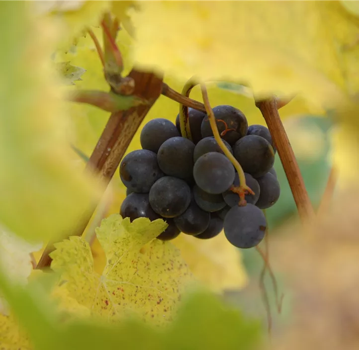 Weinrebe Weinrebe