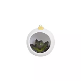 Sukkulente in Weihnachtskugel