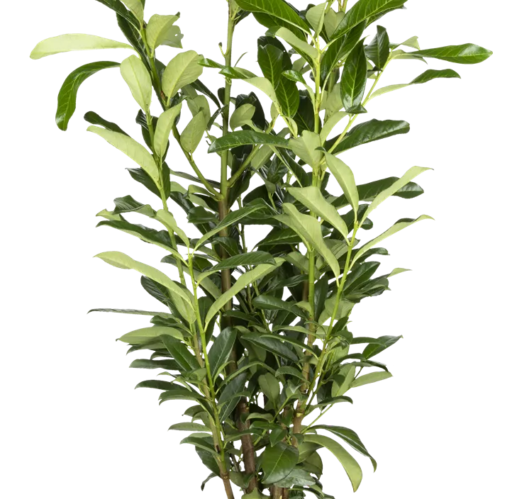 Kirschlorbeer 'Genolia'® Kirschlorbeer 'Genolia'®