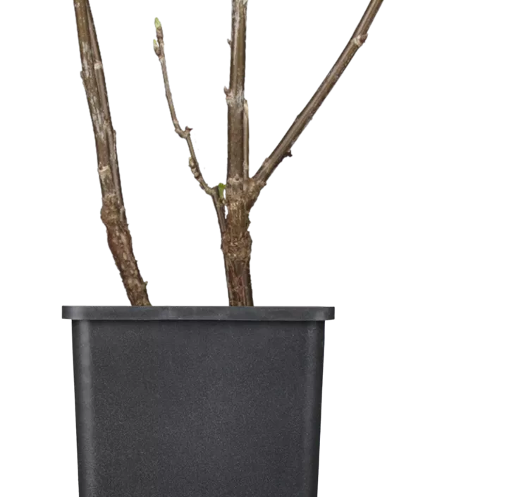 Johannisbeere 'Titania'(s) Johannisbeere 'Titania'(s)