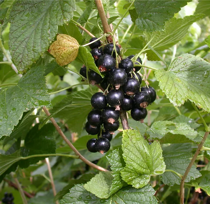 Johannisbeere 'Titania'(s), 2 Liter Topf
