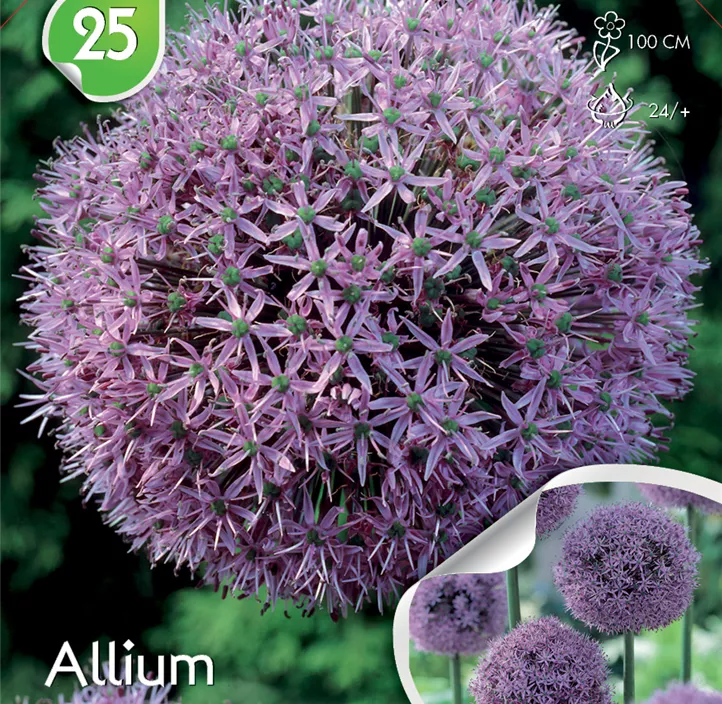 Garten-Kugel-Lauch 'Gladiator'