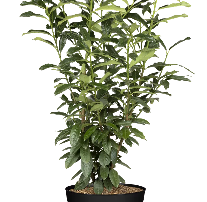 Kirschlorbeer 'Genolia'® Kirschlorbeer 'Genolia'®