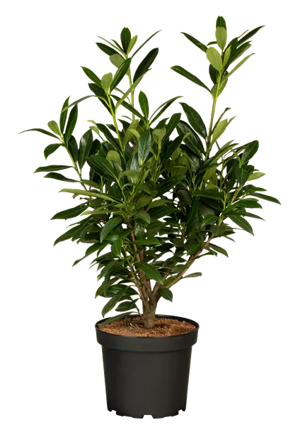 kunstpflanzen ebay Künstlicher Bananenbaum 210 cm main image 1