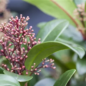 Skimmia japonica trio