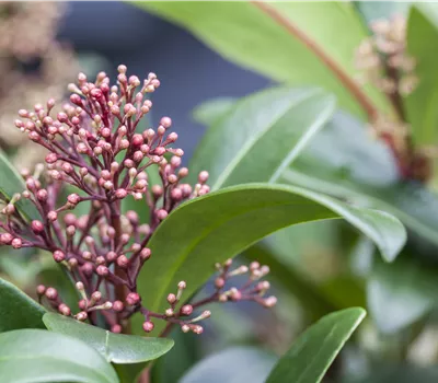 Skimmia japonica trio