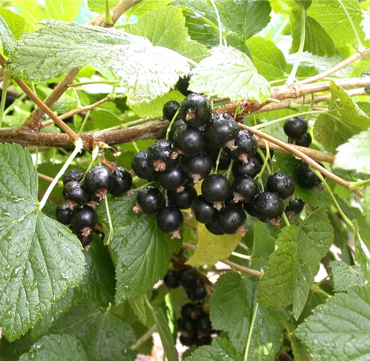 Johannisbeere 'Titania'(s), 2 Liter Topf