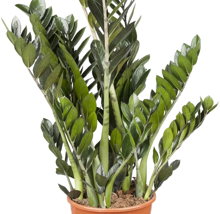 Glücksfeder 'Super Nova'