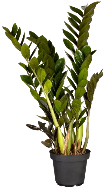 Zamioculcas Super Nova, Glcksfeder 'Super Nova' - Bellaflora