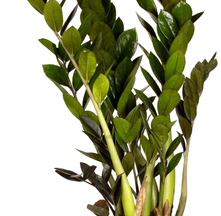 Glücksfeder 'Super Nova'