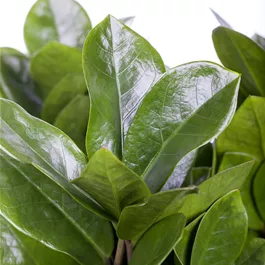 Zamioculcas zamifolia Midori