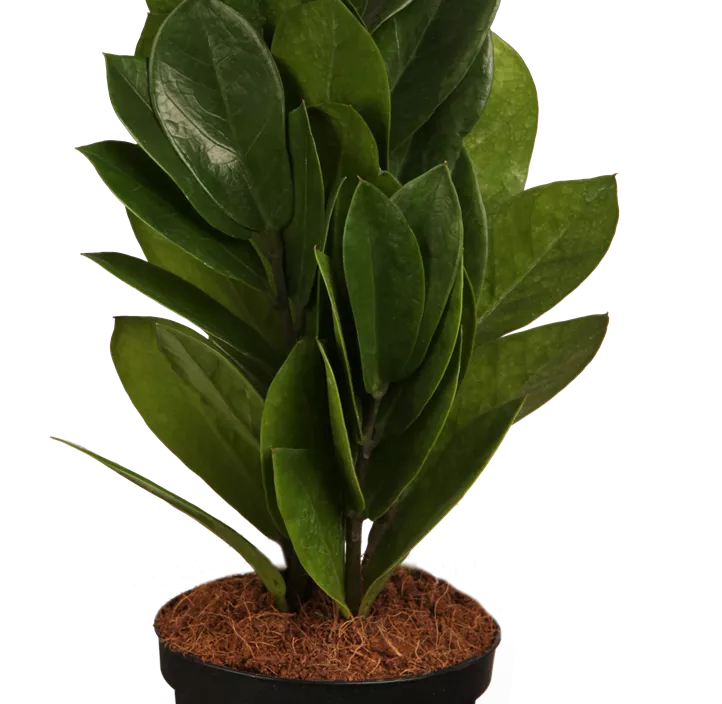 Glücksfeder Glücksfeder