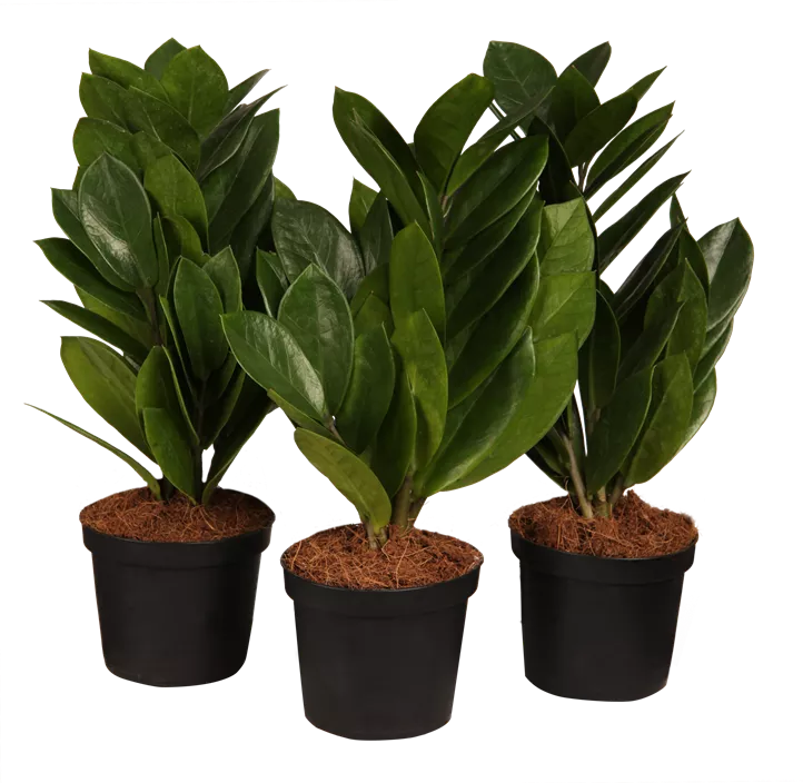 Glücksfeder Glücksfeder