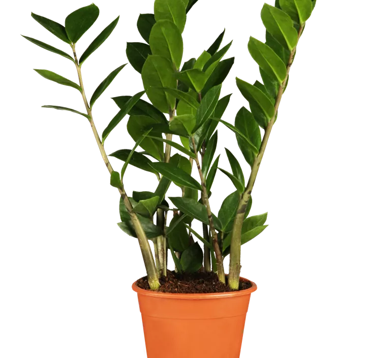 Glücksfeder Glücksfeder