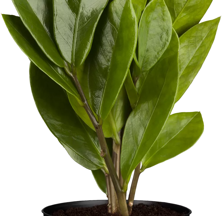 Glücksfeder Glücksfeder