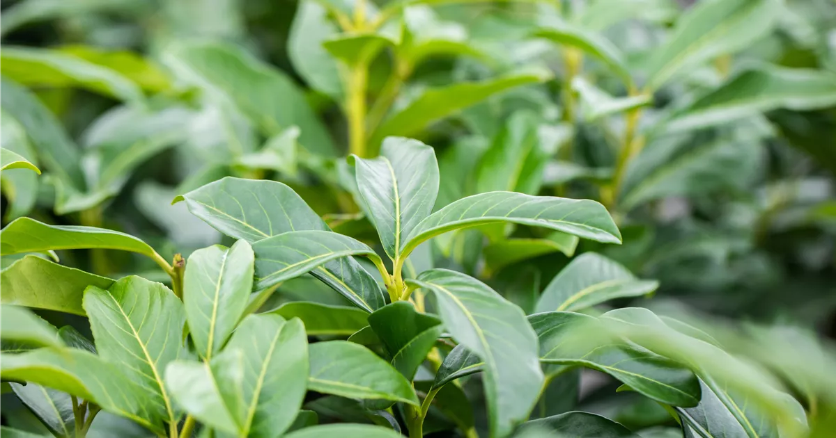 gloriosum philodendron Philodendron gloriosum variegated TC Plantlet Grower's Choice *In Stock* Acclimated (In Stock) main image 0