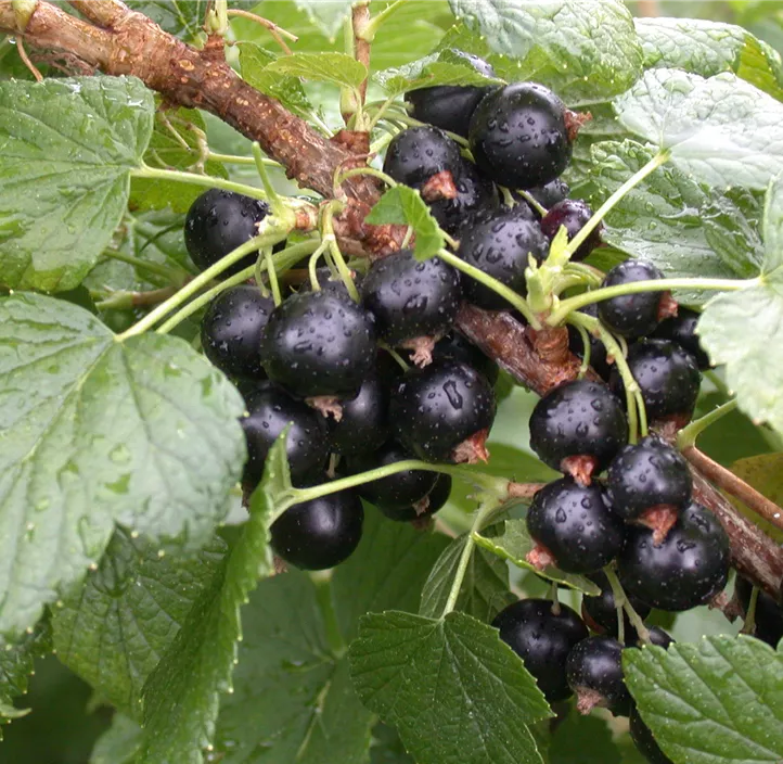 Johannisbeere 'Titania'(s), 2 Liter Topf