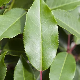Prunus lusitanica Angustifolia