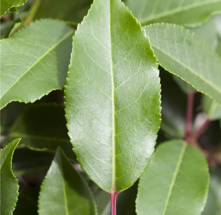 Portugiesischer Kirschlorbeer 'Angustifolia', 5-15 Liter Topf