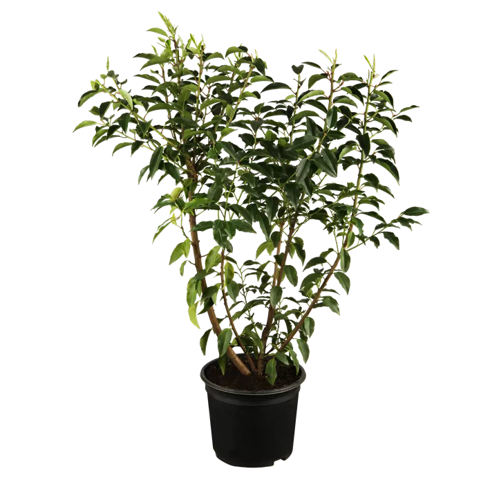 Portugiesischer Kirschlorbeer 'Angustifolia', 5-15 Liter Topf