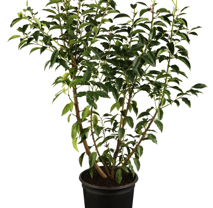Portugiesischer Kirschlorbeer 'Angustifolia' Portugiesischer Kirschlorbeer 'Angustifolia'