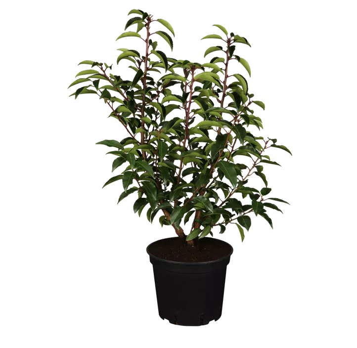Portugiesischer Kirschlorbeer 'Angustifolia', 5-15 Liter Topf