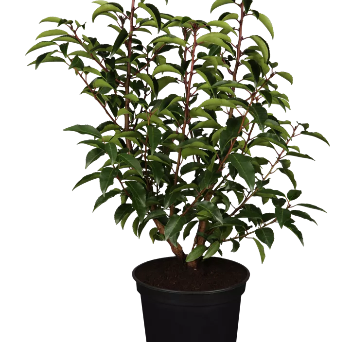 Portugiesischer Kirschlorbeer 'Angustifolia' Portugiesischer Kirschlorbeer 'Angustifolia'