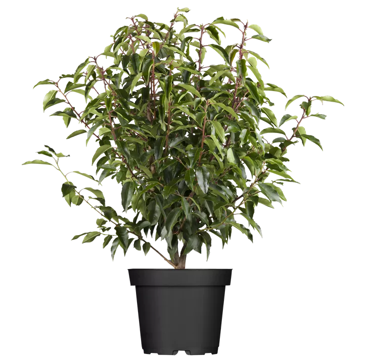 Portugiesischer Kirschlorbeer 'Angustifolia', 5-15 Liter Topf