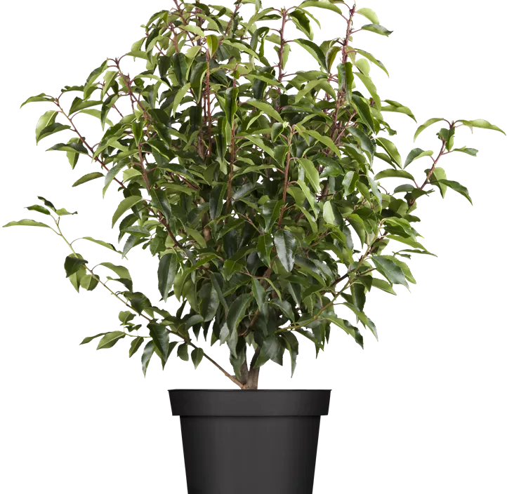 Portugiesischer Kirschlorbeer 'Angustifolia' Portugiesischer Kirschlorbeer 'Angustifolia'