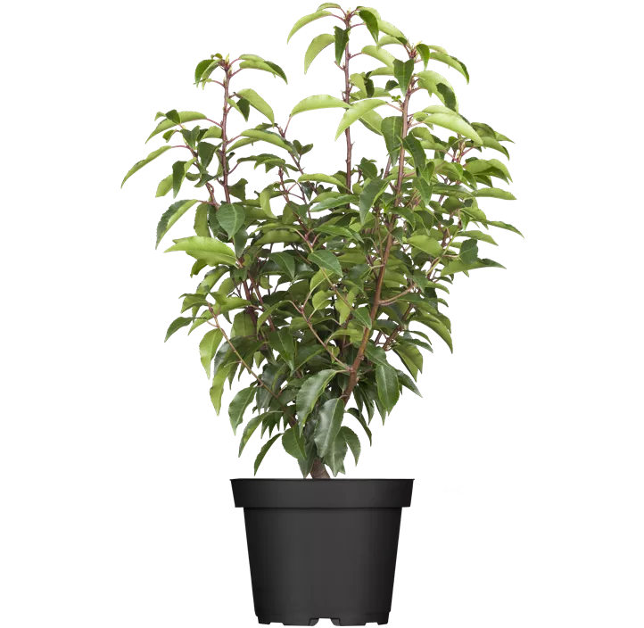 Portugiesischer Kirschlorbeer 'Angustifolia', 5-15 Liter Topf