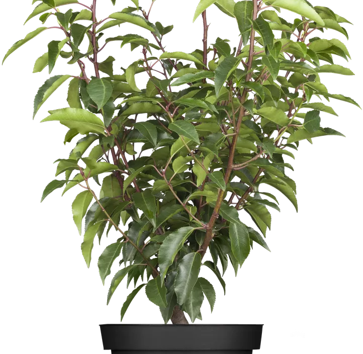 Portugiesischer Kirschlorbeer 'Angustifolia'