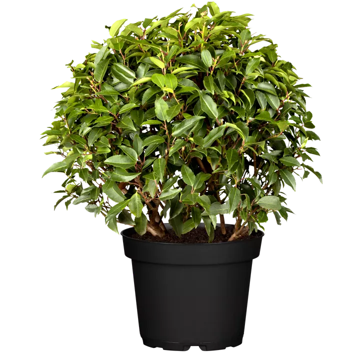 Portugiesischer Kirschlorbeer 'Angustifolia', 5-15 Liter Topf