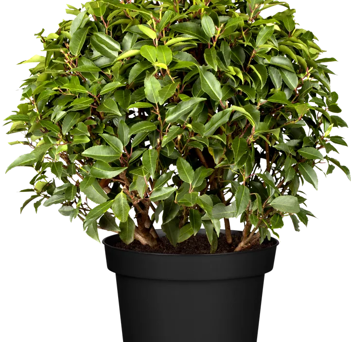 Portugiesischer Kirschlorbeer 'Angustifolia' Portugiesischer Kirschlorbeer 'Angustifolia'