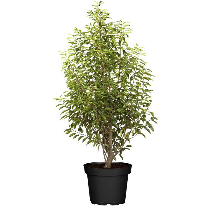 Portugiesischer Kirschlorbeer 'Angustifolia', 5-15 Liter Topf