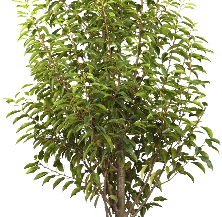 Portugiesischer Kirschlorbeer 'Angustifolia' Portugiesischer Kirschlorbeer 'Angustifolia'