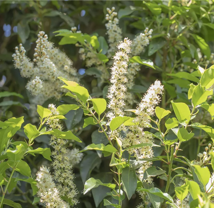 Portugiesischer Kirschlorbeer 'Angustifolia', 5-15 Liter Topf