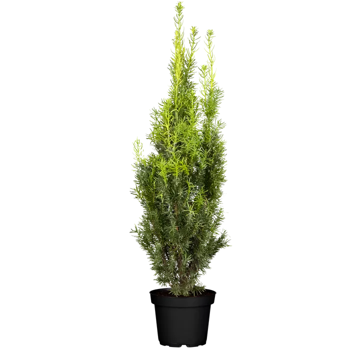 Fruchtende Bechereibe 'Hicksii'