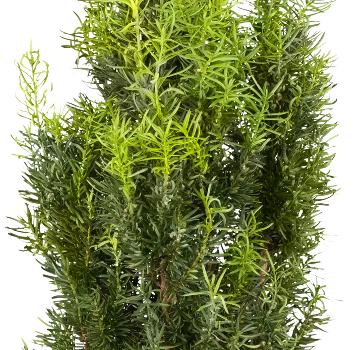 Fruchtende Bechereibe 'Hicksii' Fruchtende Bechereibe 'Hicksii'