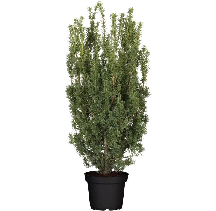 Fruchtende Bechereibe 'Hicksii'