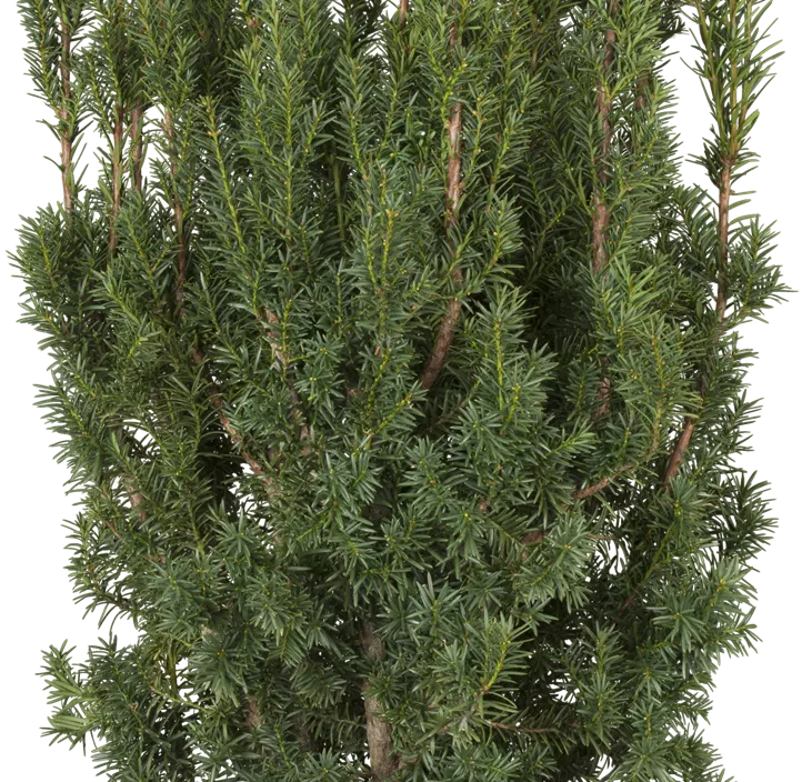 Fruchtende Bechereibe 'Hicksii'
