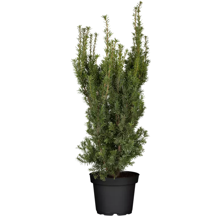 Fruchtende Bechereibe 'Hicksii'