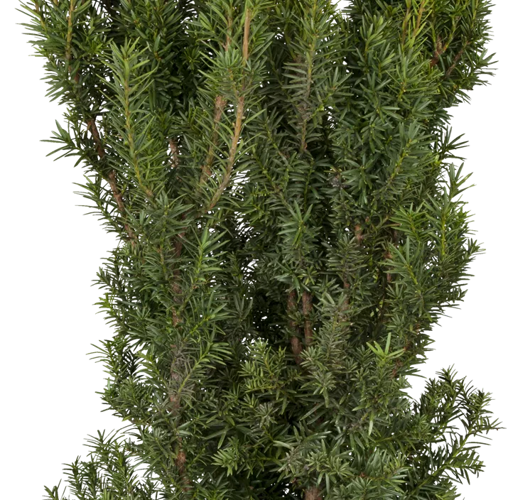 Fruchtende Bechereibe 'Hicksii' Fruchtende Bechereibe 'Hicksii'