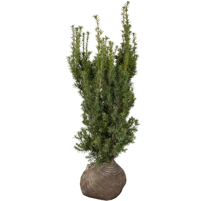 Fruchtende Bechereibe 'Hicksii'