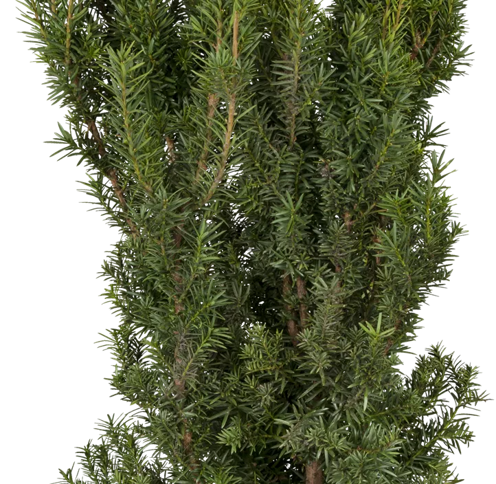 Fruchtende Bechereibe 'Hicksii' Fruchtende Bechereibe 'Hicksii'