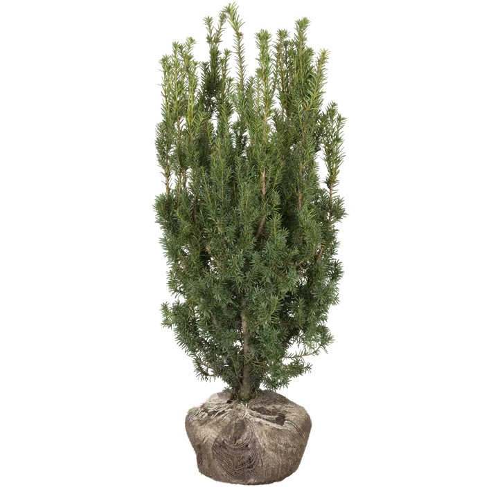 Fruchtende Bechereibe 'Hicksii'