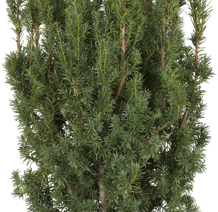 Fruchtende Bechereibe 'Hicksii' Fruchtende Bechereibe 'Hicksii'