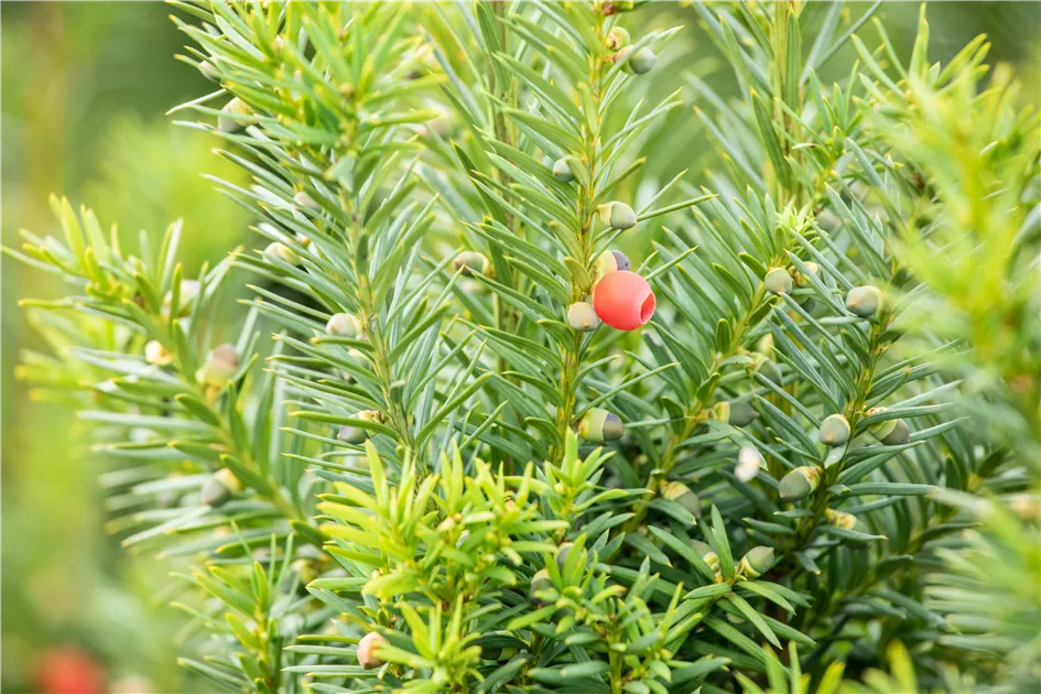 welche thuja hecke Thuja Smaragd kaufen