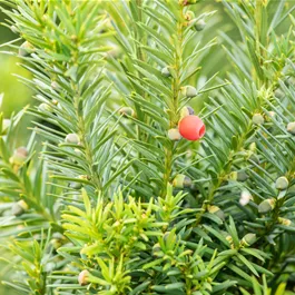 Taxus media Hicksii (Lieferartikel)