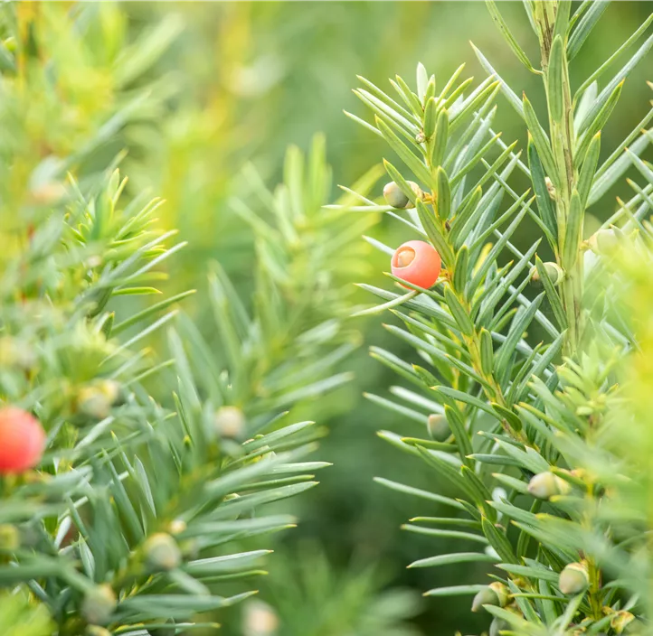 Fruchtende Bechereibe 'Hicksii'