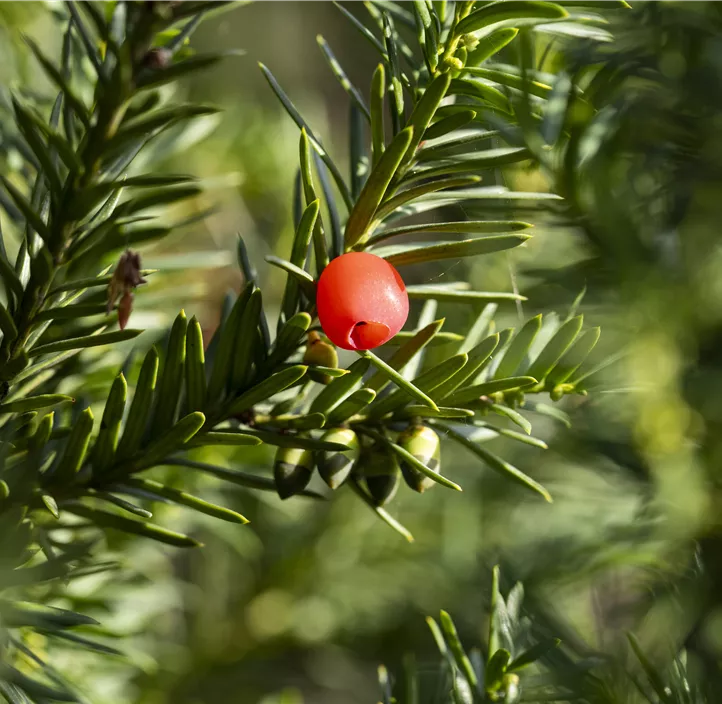 Fruchtende Bechereibe 'Hicksii'